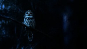 Ác Mộng Của Thiên Nhiên