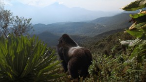 Câu Chuyện Khỉ Đột: Qua Lời Kể Của David Attenborough