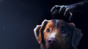 Chó Cưng Đừng Sợ - Good Boy