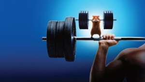 Con Người Đấu Với Hamster - Human vs Hamster