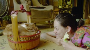 Dịch vụ cho thuê mèo
