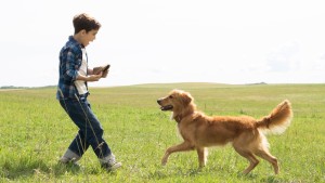Mục Đích Sống Của Một Chú Chó