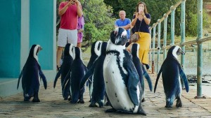 Thị trấn cánh cụt - Penguin Town