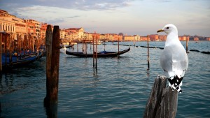 Thiên Nhiên Hoang Dã Venice
