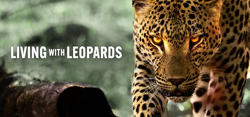 Poster of Living with Leopards