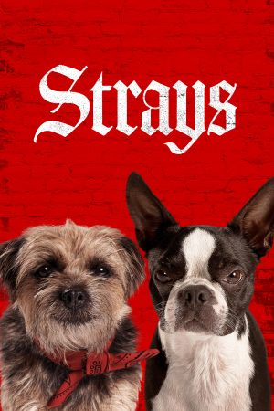 Phim Những Chú Chó Bụi Đời - Strays PhimChill Vietsub (2023)