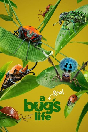 Xem phim A Real Bugs Life tập 1 PhimChill Thuyết Minh HD Vietsub Phim Mỹ-A Real Bugs Life