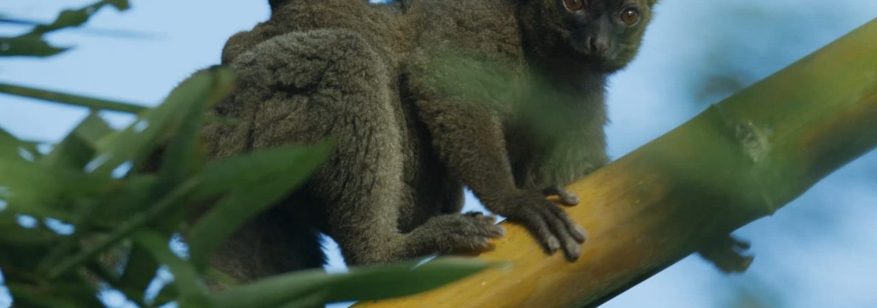 Poster of Madagascar Africas Galapagos