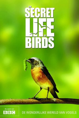 Xem phim Bí ẩn cuộc sống loài chim tập 02 PhimChill Thuyết Minh HD Vietsub Phim Anh-The Secret Life of Birds